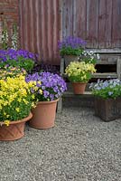 A potted selection of Viola