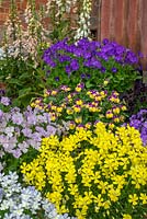 Collection of large Viola clumps potted in assorted fashionable pots and planters to give a contemporary display of vibrant colour.