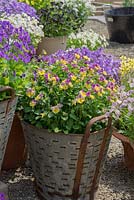 Complimentary colours of potted Viola's.  Contemporary galvanised pots.