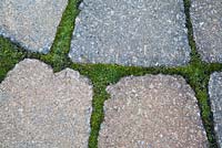 Bryophyta - Green Moss growing between paving stone joints