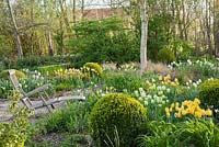 Spring borders of tulips and daffodils. Box topiary. Tulipa 'Spring Green', Tulipa 'Strong Gold', Tulip 'Golden Apeldoorn'.