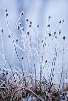 Centaurea jacea - brown knapweed. Wildflower meadow in winter frost. 
