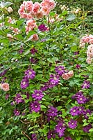 Rose 'Rosarium Uetersen' and Clematis 'Etiole Violet'