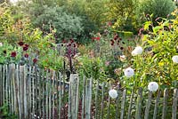 Summer border with wooden fence. Planting includes Dahlia 'Eveline', Persicaria orientale,  Verbena bonariensis, Amaranthus paniculatus and  Dahlia 'Karma Choc'.