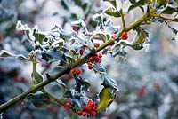 Frosty holly with berries