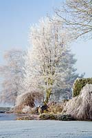 Frosted Nothofagus antarctica, willow and cornus by frozen pond