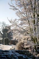 View through frosty branches across garden to cluster of yews