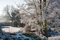 View through frosty branches across garden to cluster of yews