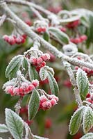 Frosty berries and foliage of Cotoneaster cornubia