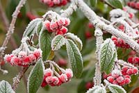 Frosty berries and foliage of Cotoneaster cornubia