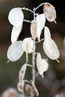 Lunaria seed heads