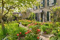 Formal town garden in spring. Medlar tree, roses trained over arches, box edging and tulips.