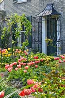 Formal town garden in spring. Roses trained over arches, box edging and tulips.