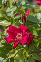 Rosa odorata Sanguinea Group 'Bengal Crimson'