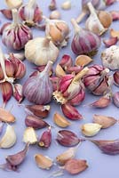 Selection of different bulbs of garlic