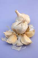 Garlic 'Iberian Wight'
