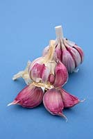 Garlic 'Sultop'
