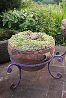 Terracotta bowl in decorative iron plant stand with Echeveria 'Opalina' on brick surface - Lake Atitlan Hotel, Guatemala