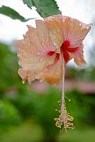 Hibiscus rosa-sensis, December, Costa Rica