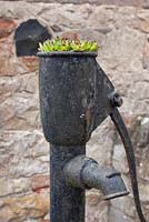Sempervivums growing in the top of old water pump