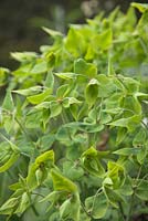 Euphorbia lathyris - Caper Spurge 