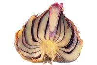 Lilium. Cross section of lily bulb 