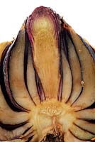 Lilium. Cross section of lily bulb 