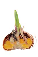 Gladiolus. Sword lily - Cross section of corm 