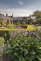 Persicaria bistorta 'Superba' with the Flower Garden and house with topiary shapes using box and yew and cottage garden plants and flowers - June, Herterton House, Hartington, Northumberland, UK 