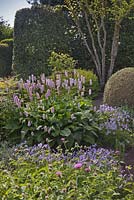 Persicaria bistorta 'Superba' with Viola cornuta 'Belmont Blue' and topiary box - June, Herterton House, Hartington, Northumberland, UK 