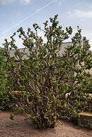 Corylus avellana 'Contorta' - Corkscrew Hazel - June, Herterton House, Hartington, Northumberland, UK 