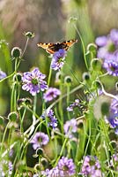 Scabiosa columbaria with a tortoiseshell butterfly.