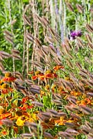 Pennisetum messiacum 'Red Buttons' and Helenium 'Waltraud'.