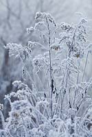 Solidago canadensis - Canadian goldenrod in winter frost