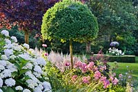 Summer border with Box topiary, Hydrangea arborescens 'Annabelle', Rosa 'Ballerina', Astilbe 'Deutschland', ferns and poppies. Design: Dina Deferme