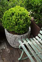 Buxus microphylla var. japonica, Japanese box, clipped into a ball shape in a textured Atlantis style pot next to a rustic green painted bench.
