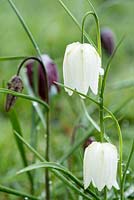 Fritillaria meleagris. White and purple Snake's Head Fritillary flowers