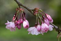 Prunus sargentii. Pink blossom of Sargent's Cherry
