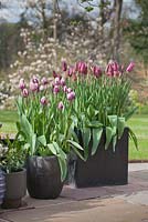 Tulipa 'Blueberry Ripple' with Tulipa 'Maytime' in grey tubs on patio with garden behind 