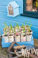 Young Garlic plants - 'Marco', growing in newspaper pots.
