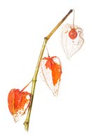 Chinese Lantern Plant - Physalis alkekengi