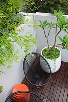 An overhead view of a timber deck with a black Acapulco chair, an orange plastic drum table a round white plastic pot with a Plumeria, Frangipani in it in front of a grey painted cement rendered retaining wall and a screen of Slender weavers bamboo.