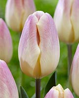 Tulipa 'Merci Cherie'
