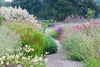 A path through the Floral Labyrinth at Trentham Gardens, Staffordshire, designed by Piet Oudolf. Photographed in summer planting includes Persicaria, Heleniums, Scabious and Knautia macedonica