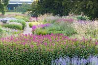 A view of the Floral Labyrinth at Trentham Gardens, Staffordshire, designed by Piet Oudolf. Photographed in summer planting includes Eupatorium, Stipa gigantea and Lythrum