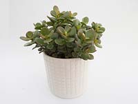 Money plant in white container - Crassula ovata, Jade Plant, gollum jade