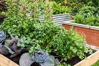 Growing Vegetables in raised beds.  Health for Life Community Garden. Best In Show: GOLD. BBC Gardeners World Live 2016 . Designer: Owen Morgan. RHS Flower Show Birmingham