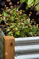 Raised bed from corrugated steel in Health for Life Community Garden. Best In Show: GOLD. BBC Gardeners World Live 2016 . Designer: Owen Morgan. RHS Flower Show Birmingham