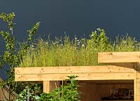 Green Roof in Health for Life Community Garden.Best In Show: GOLD. BBC Gardeners World Live 2016 . Designer: Owen Morgan. RHS Flower Show Birmingham
