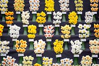 Ron Scamp's daffodil show at The Cardiff RHS show, 2017